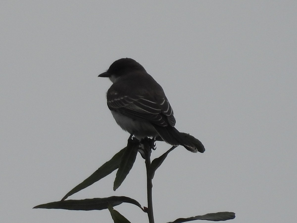 Eastern Kingbird - ML642734194
