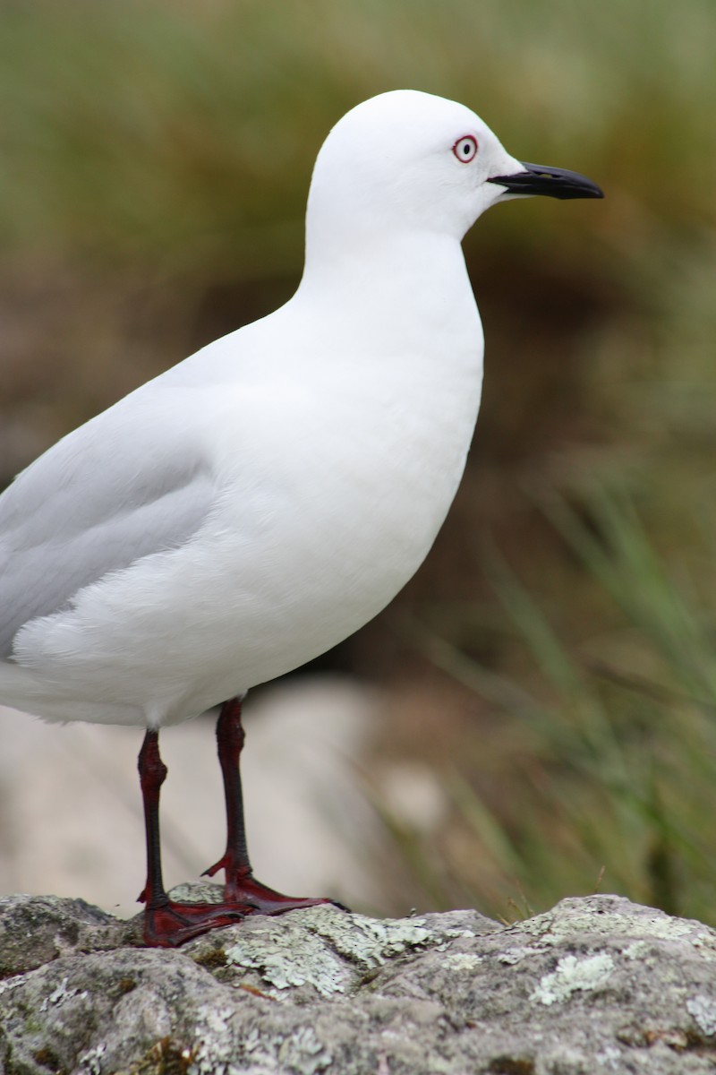 Black-billed Gull - ML642734196