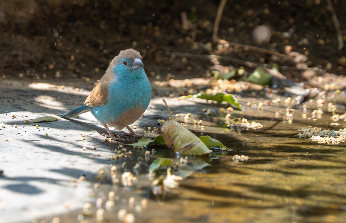 Southern Cordonbleu - ML642734211