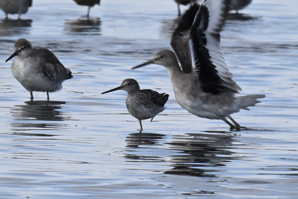 Lesser Yellowlegs - ML642734216