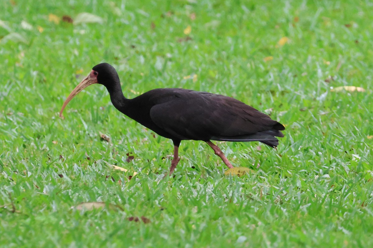 Bare-faced Ibis - ML642734219