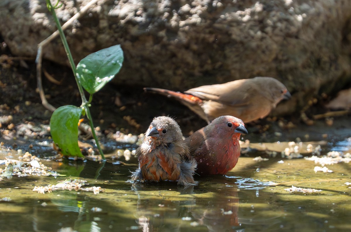 African Firefinch - ML642734220