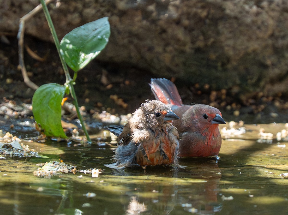 African Firefinch - ML642734221