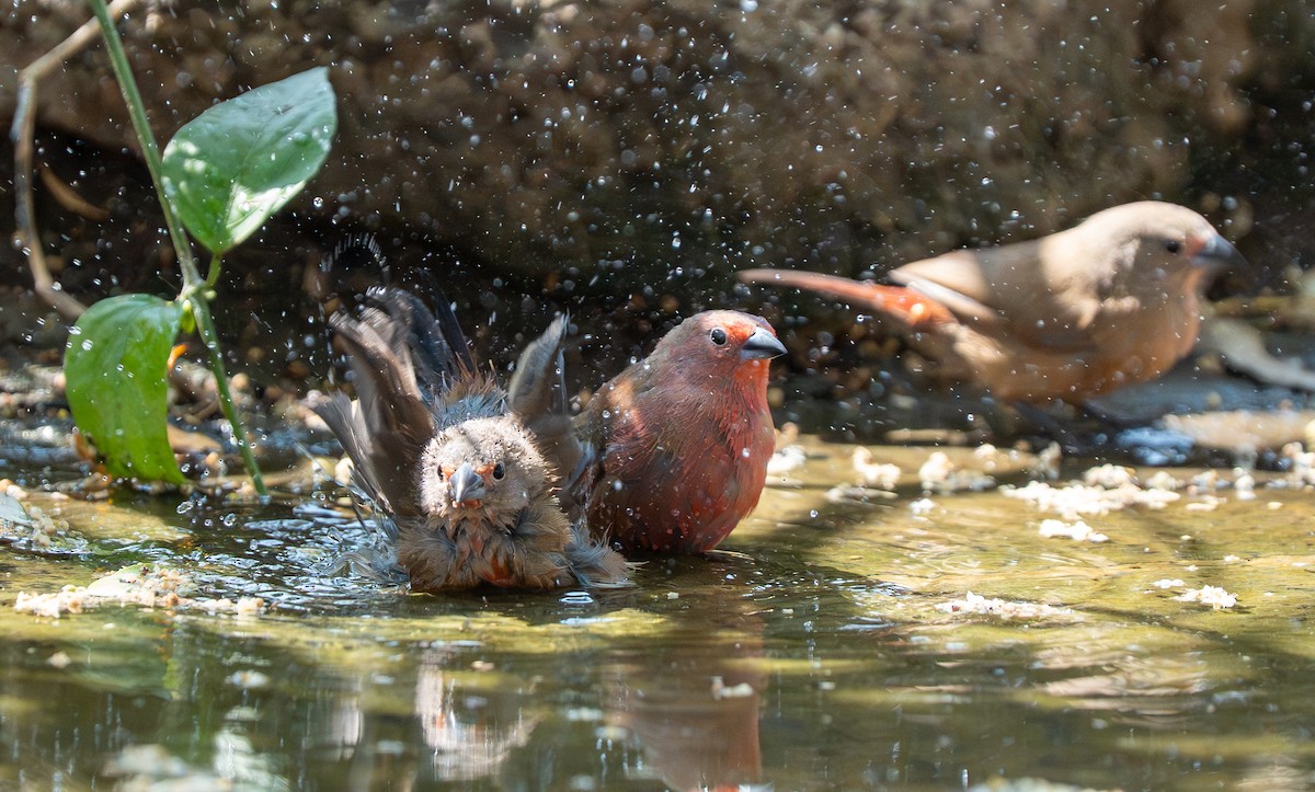 African Firefinch - ML642734222