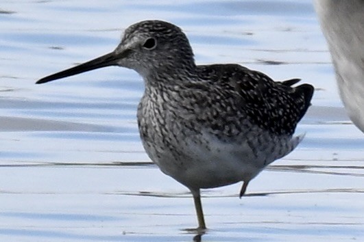 Lesser Yellowlegs - ML642734231