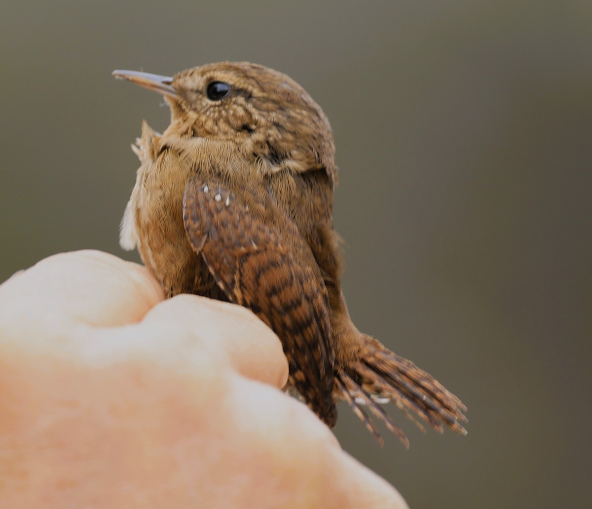Pacific Wren - ML642734237