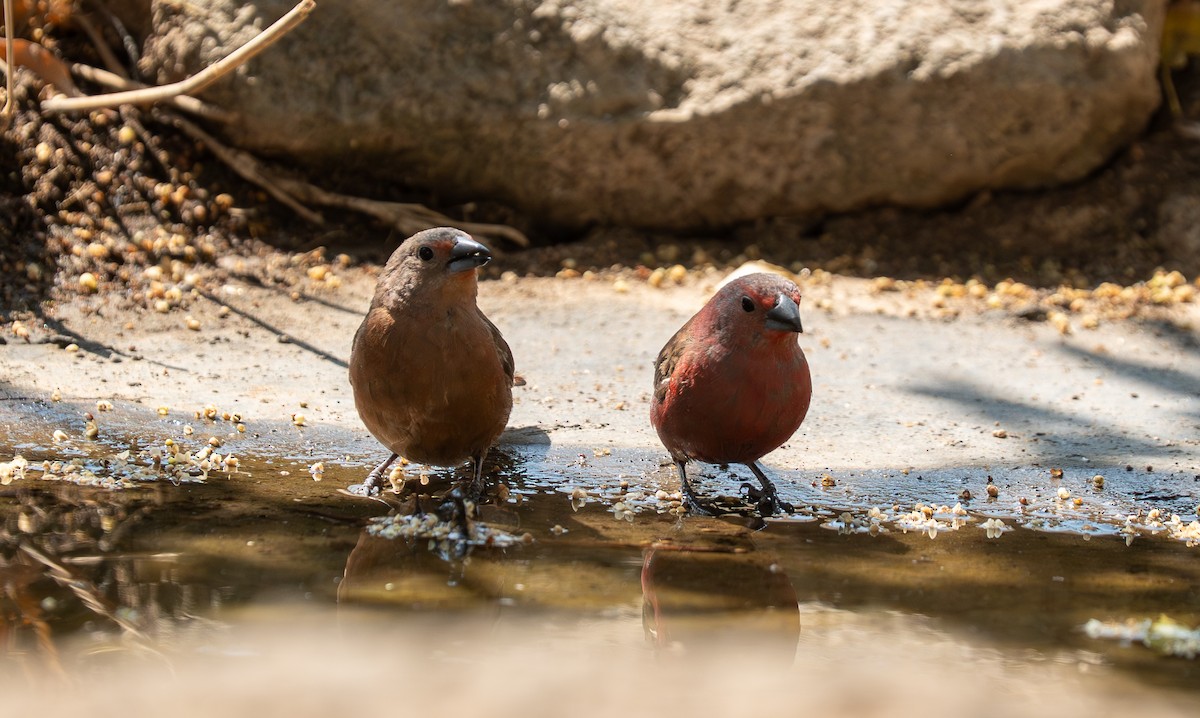 African Firefinch - ML642734240