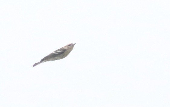 new world warbler sp. - ML642734247
