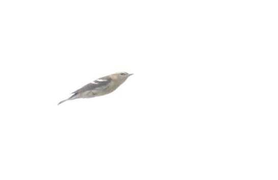 new world warbler sp. - ML642734253