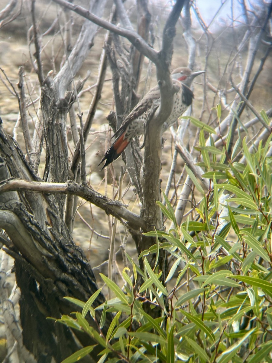 Northern Flicker - ML642734278