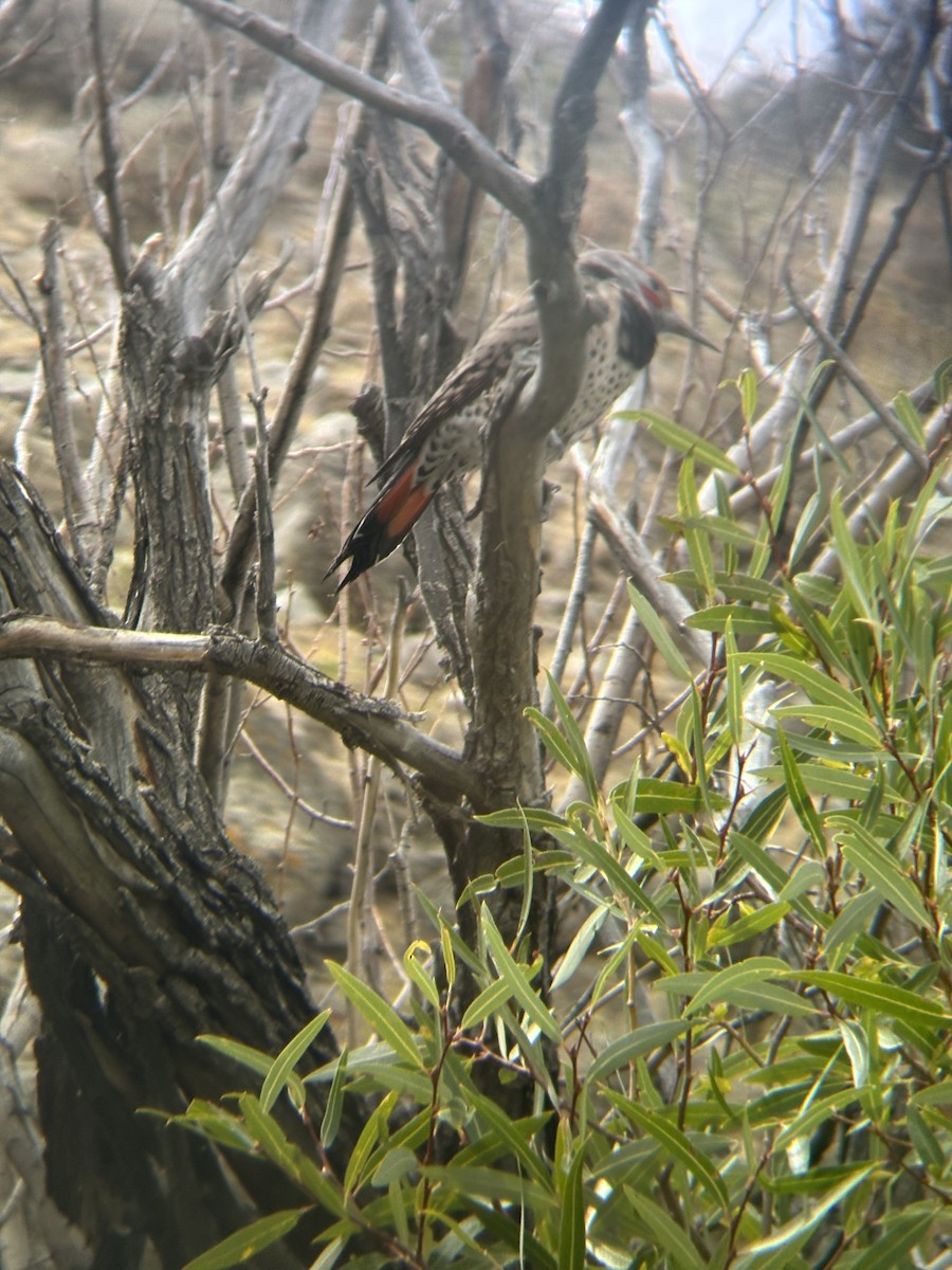 Northern Flicker - ML642734279