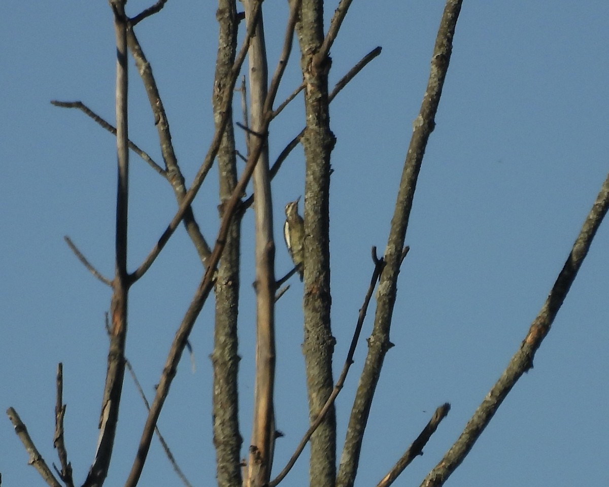 Yellow-bellied Sapsucker - ML642734283