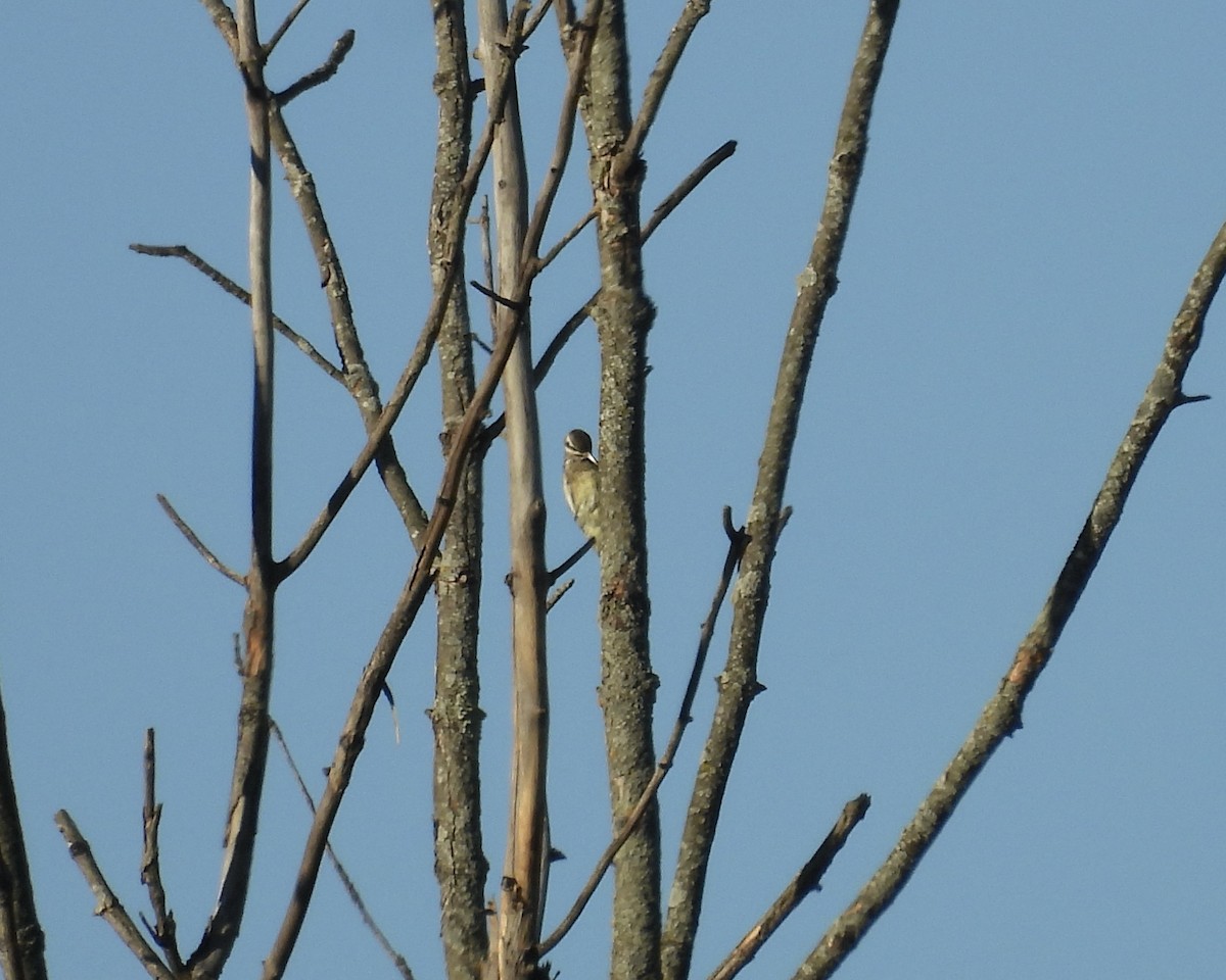 Yellow-bellied Sapsucker - ML642734286