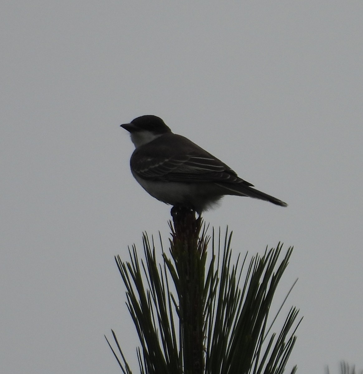 Eastern Kingbird - ML642734296