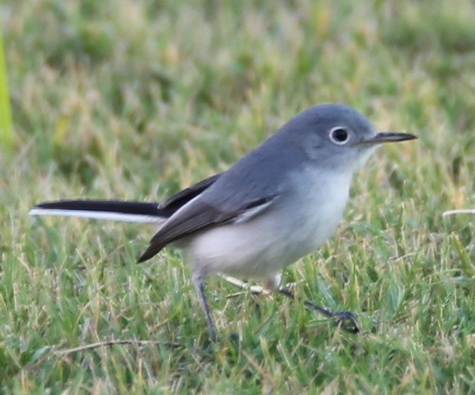 Blue-gray Gnatcatcher - ML642734302