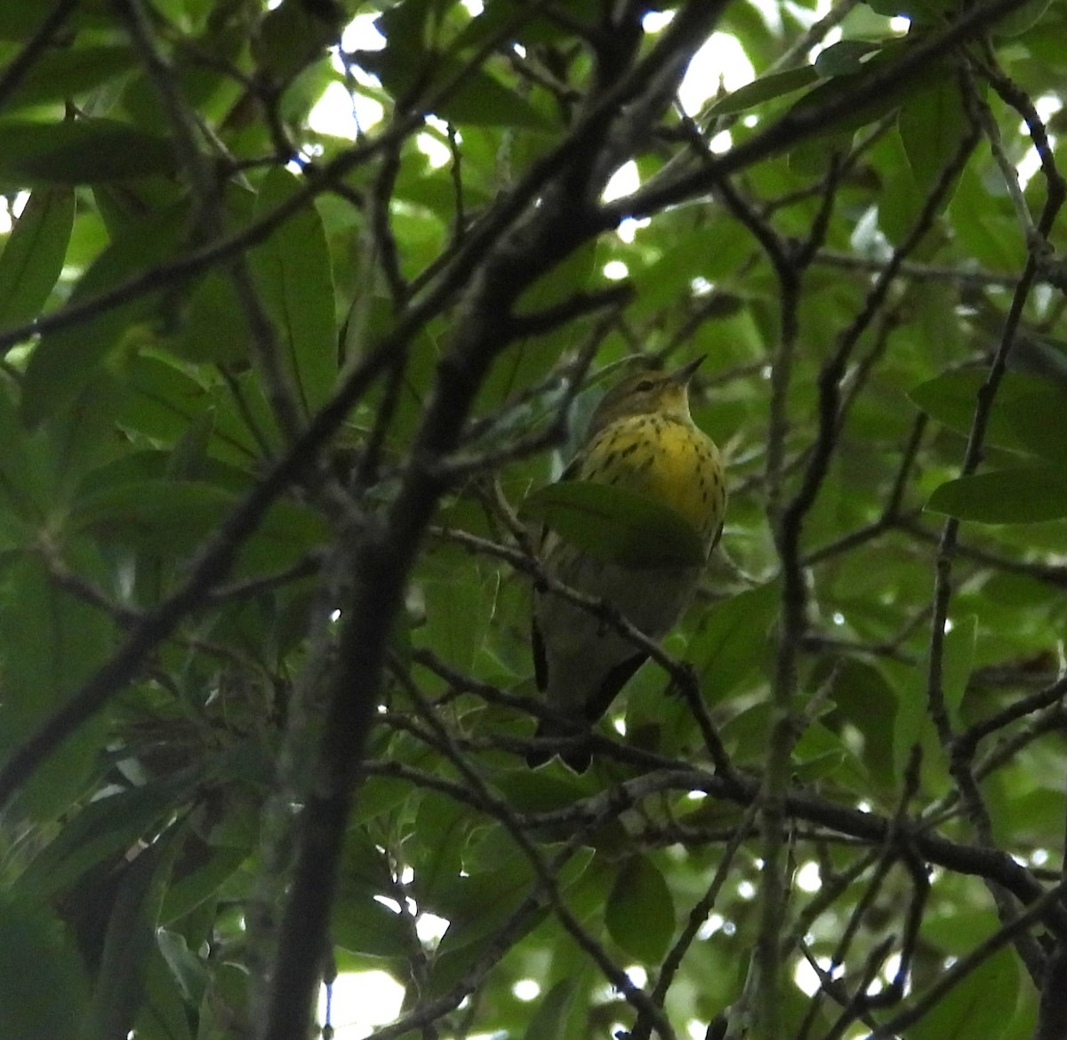 Cape May Warbler - ML642734306
