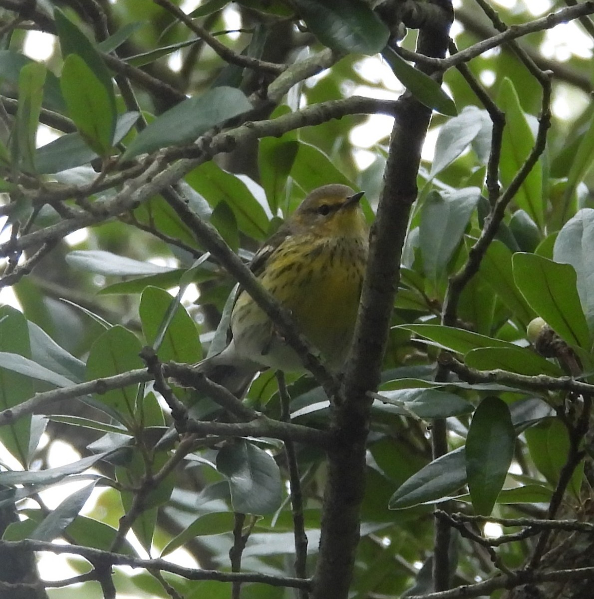 Cape May Warbler - ML642734307