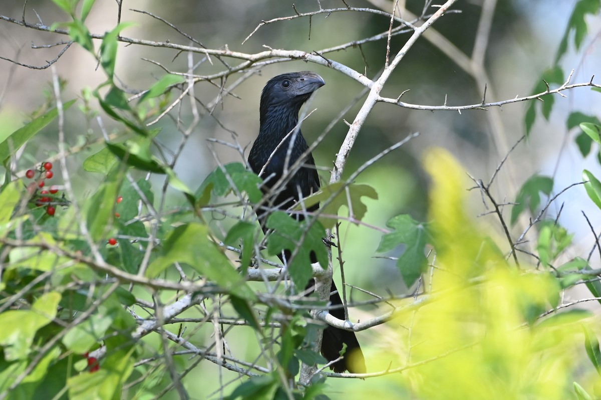 Groove-billed Ani - ML642734308