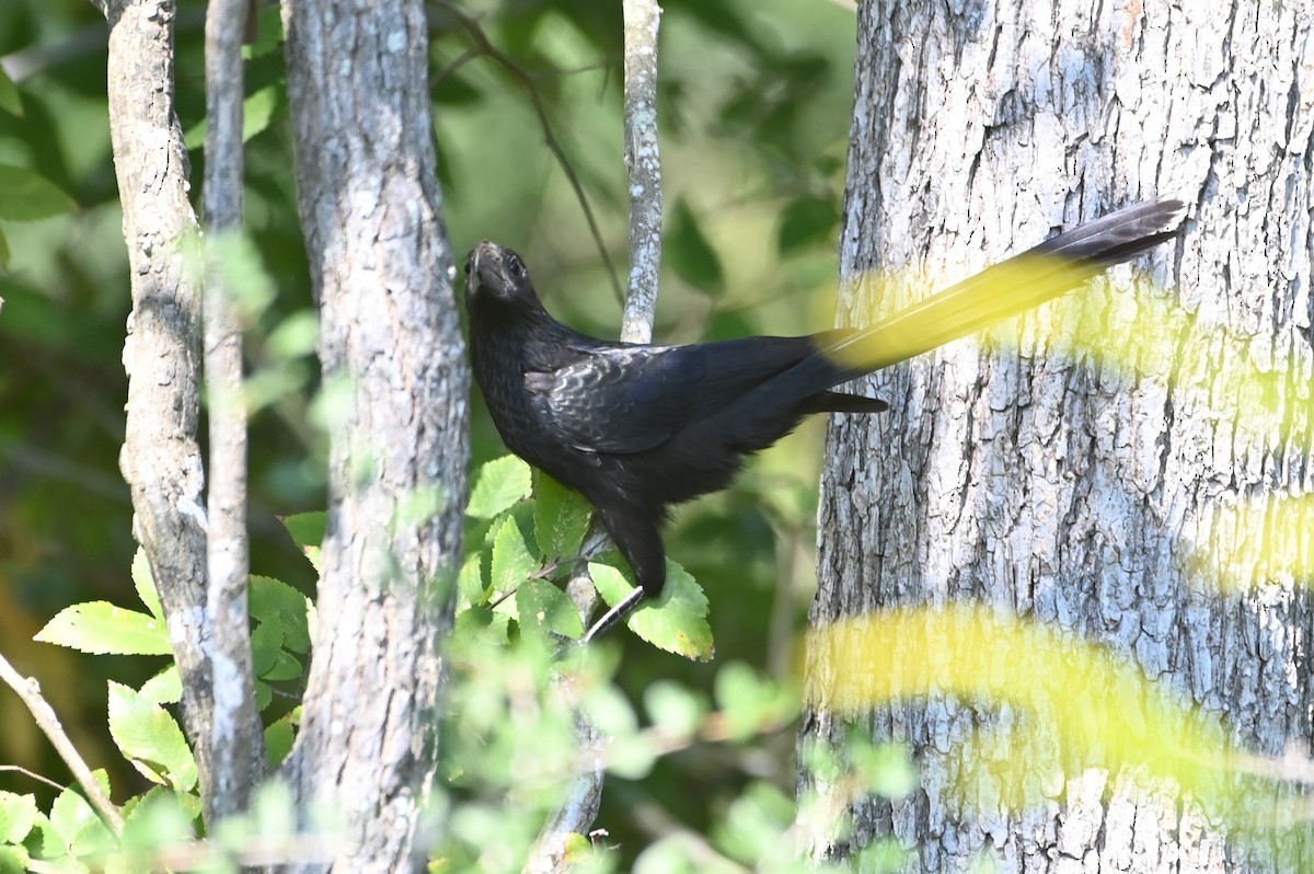 Groove-billed Ani - ML642734309