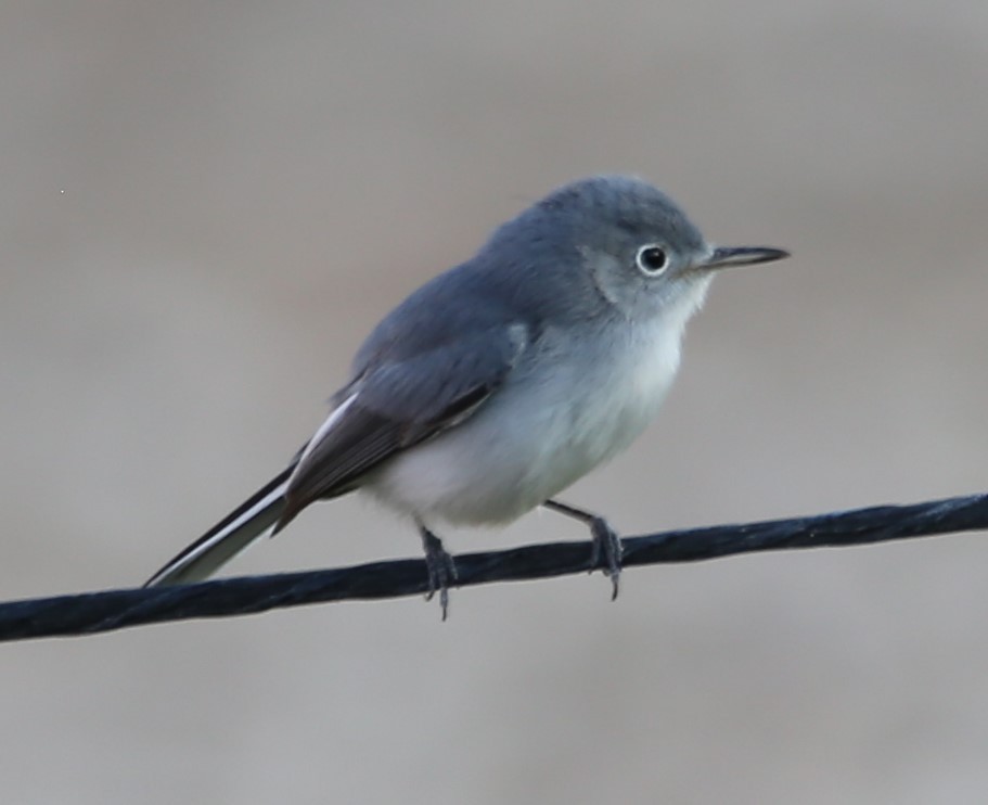 Blue-gray Gnatcatcher - ML642734313