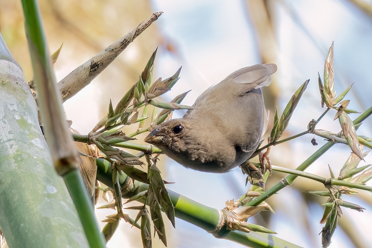 Temminck's Seedeater - ML642734314
