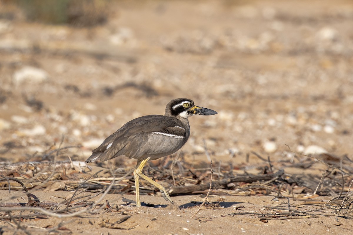 Beach Thick-knee - ML642734316