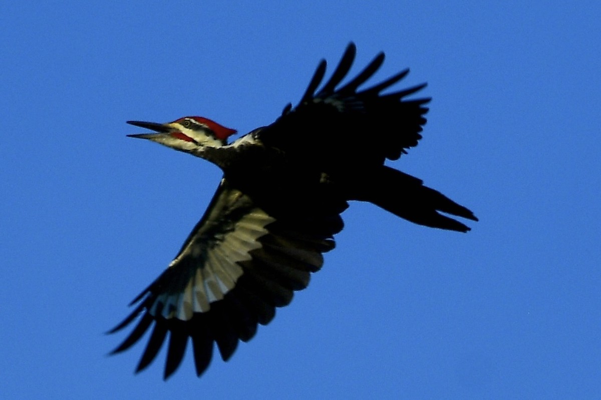 Pileated Woodpecker - ML642734368