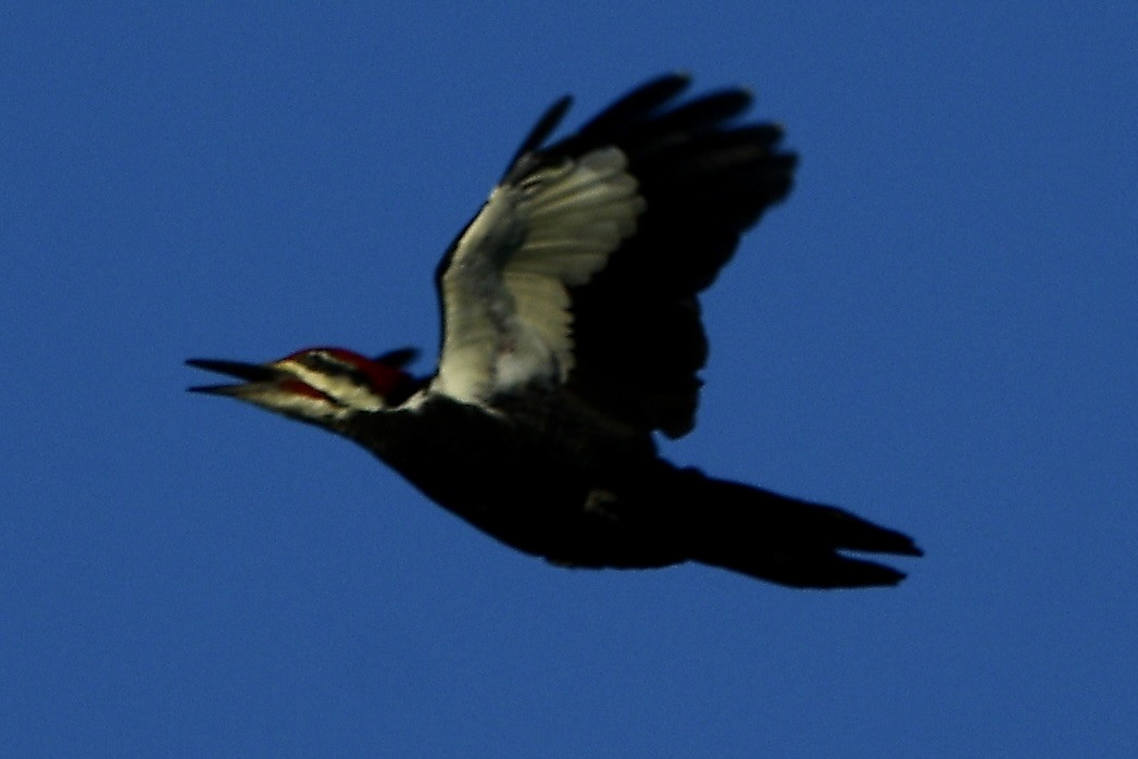 Pileated Woodpecker - ML642734380