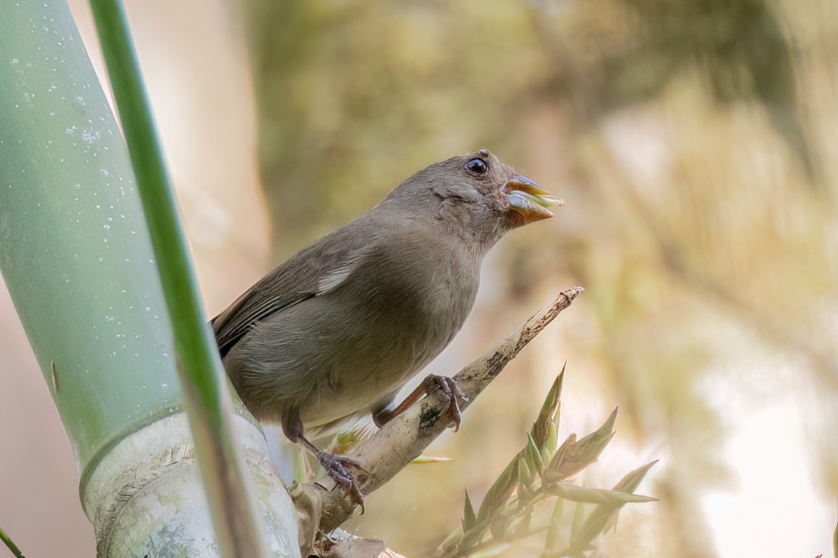 Temminck's Seedeater - ML642734387