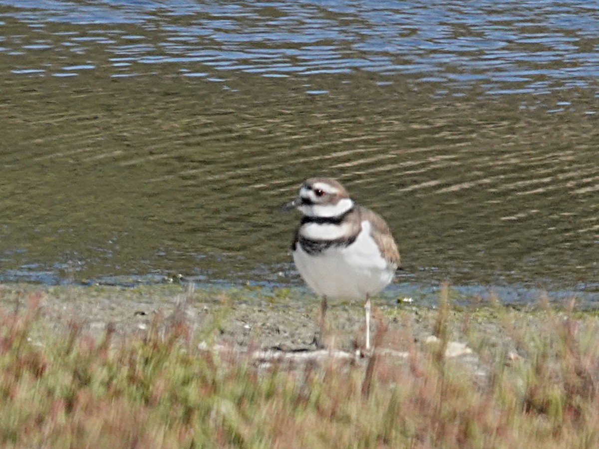 Killdeer - ML642734392