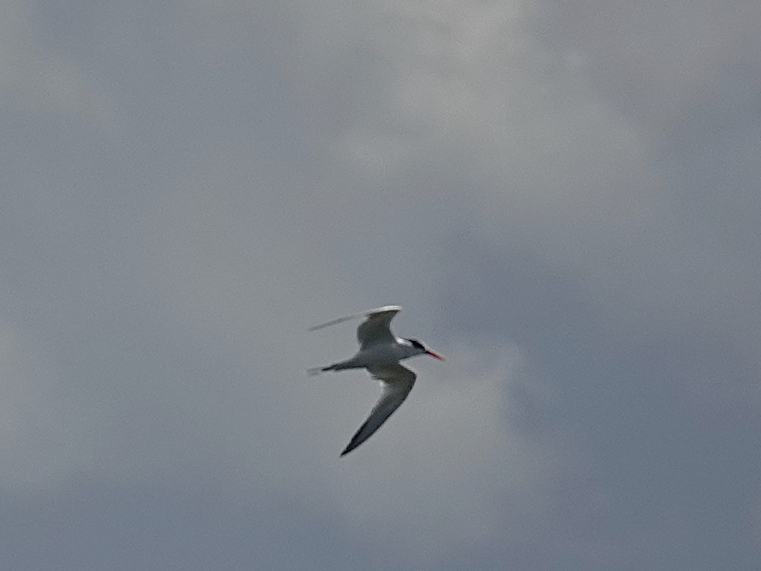 Elegant Tern - ML642734400