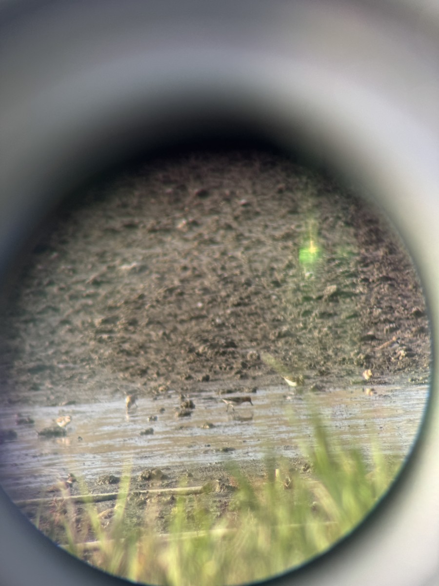 Spoon-billed Sandpiper - ML642734410