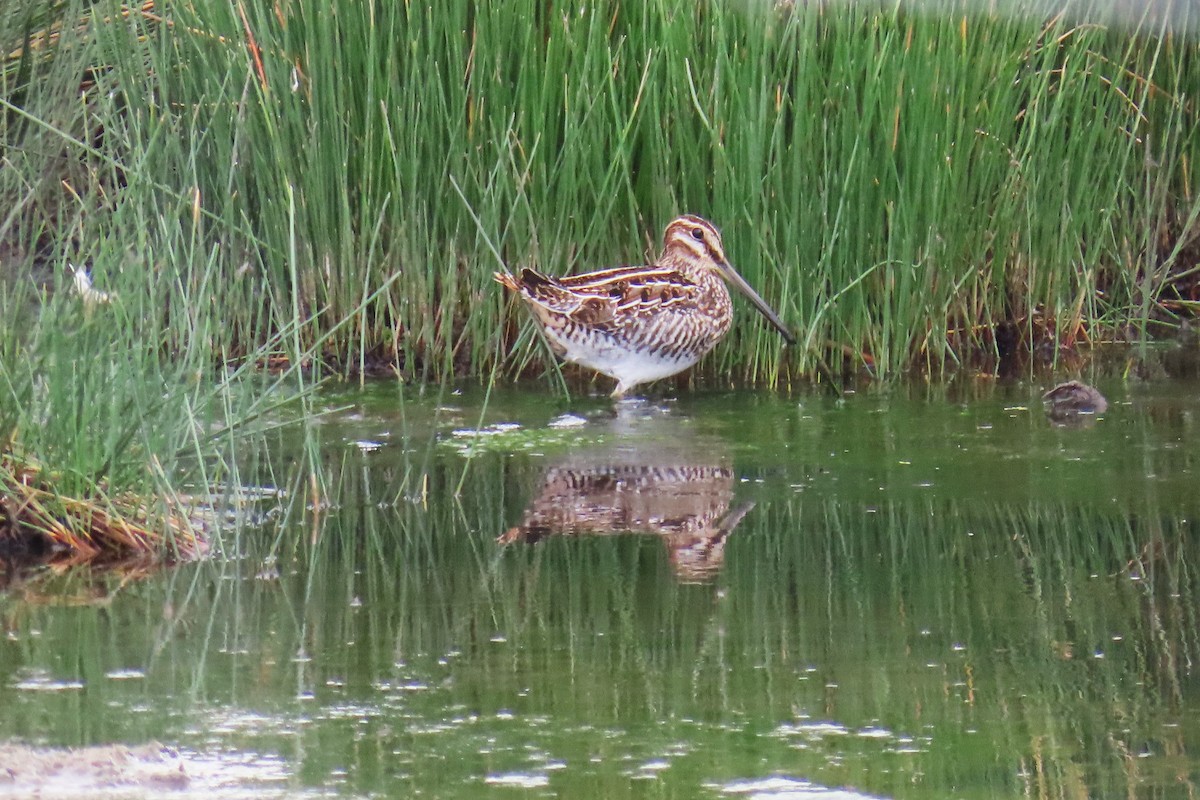Wilson's Snipe - ML642734418