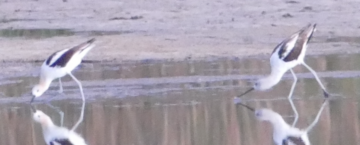 American Avocet - ML642734430