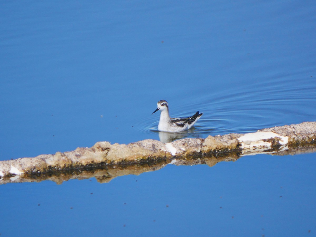 Red-necked Phalarope - ML642734434