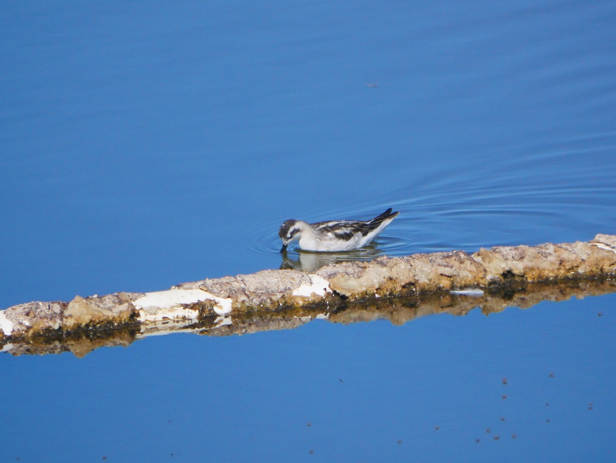 Red-necked Phalarope - ML642734435