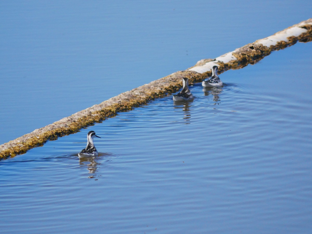 Red-necked Phalarope - ML642734436