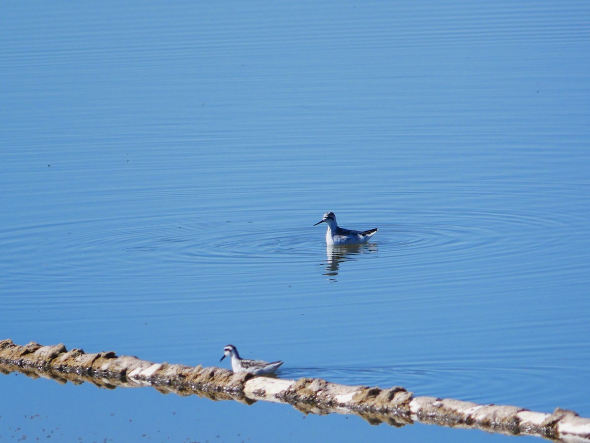 Red-necked Phalarope - ML642734437