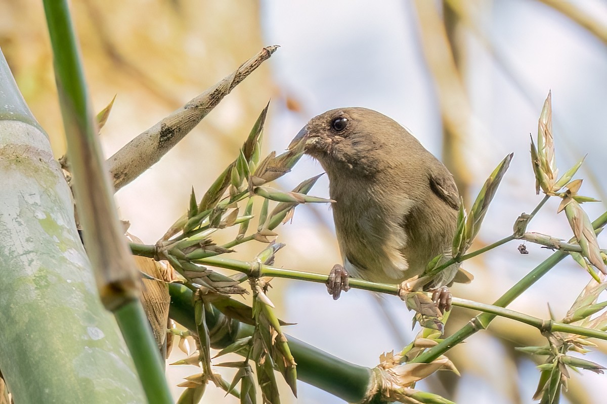 Temminck's Seedeater - ML642734439