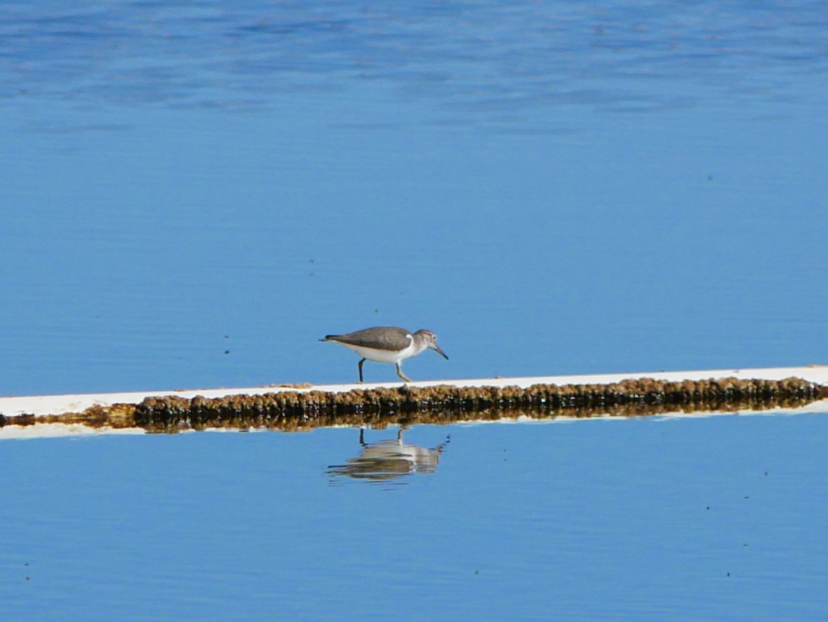 Spotted Sandpiper - ML642734447