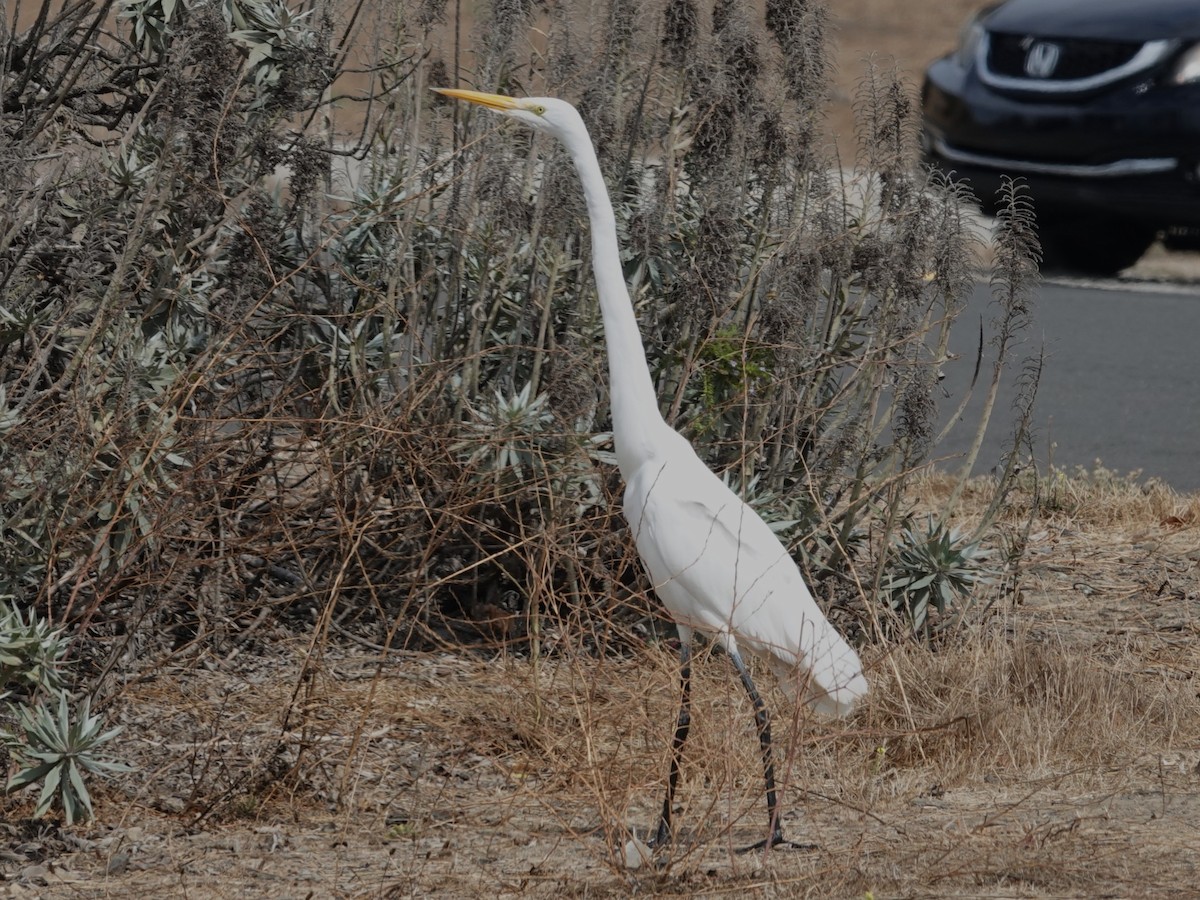 Great Egret - ML642734453