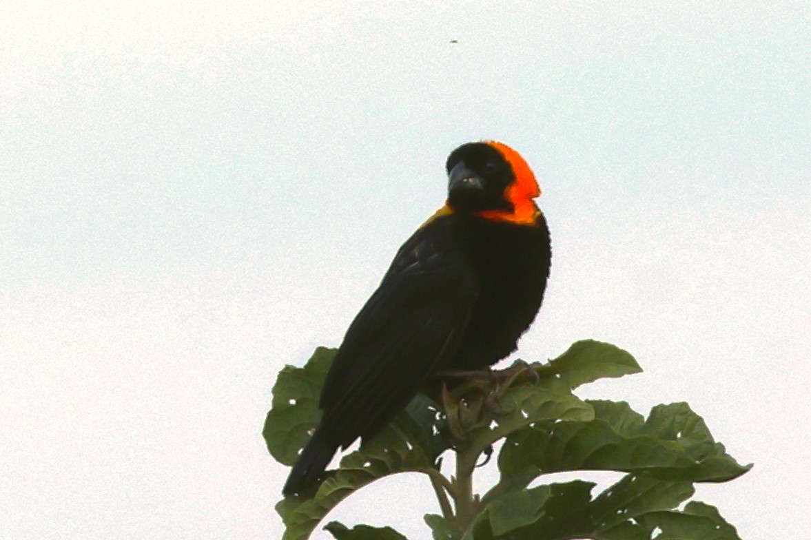 Black Bishop - ML642734454