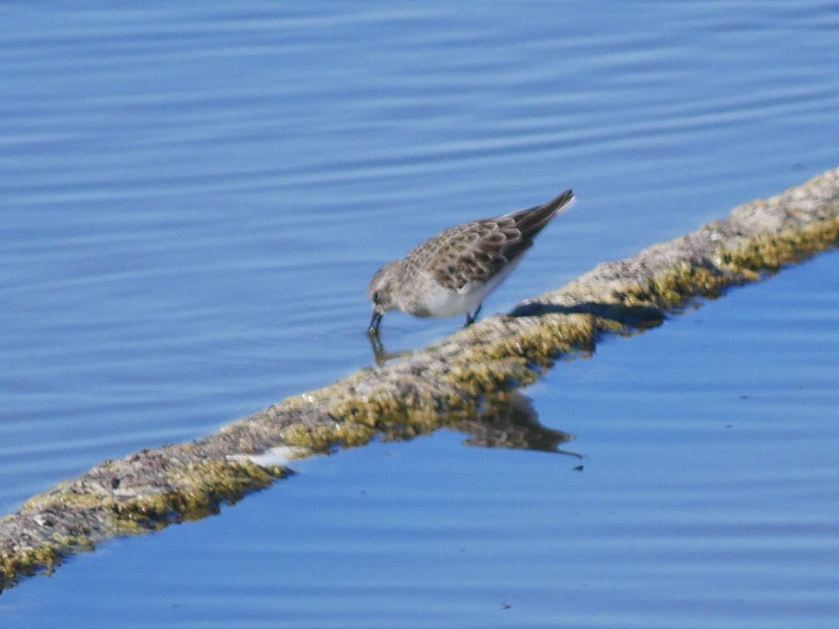Baird's Sandpiper - ML642734459