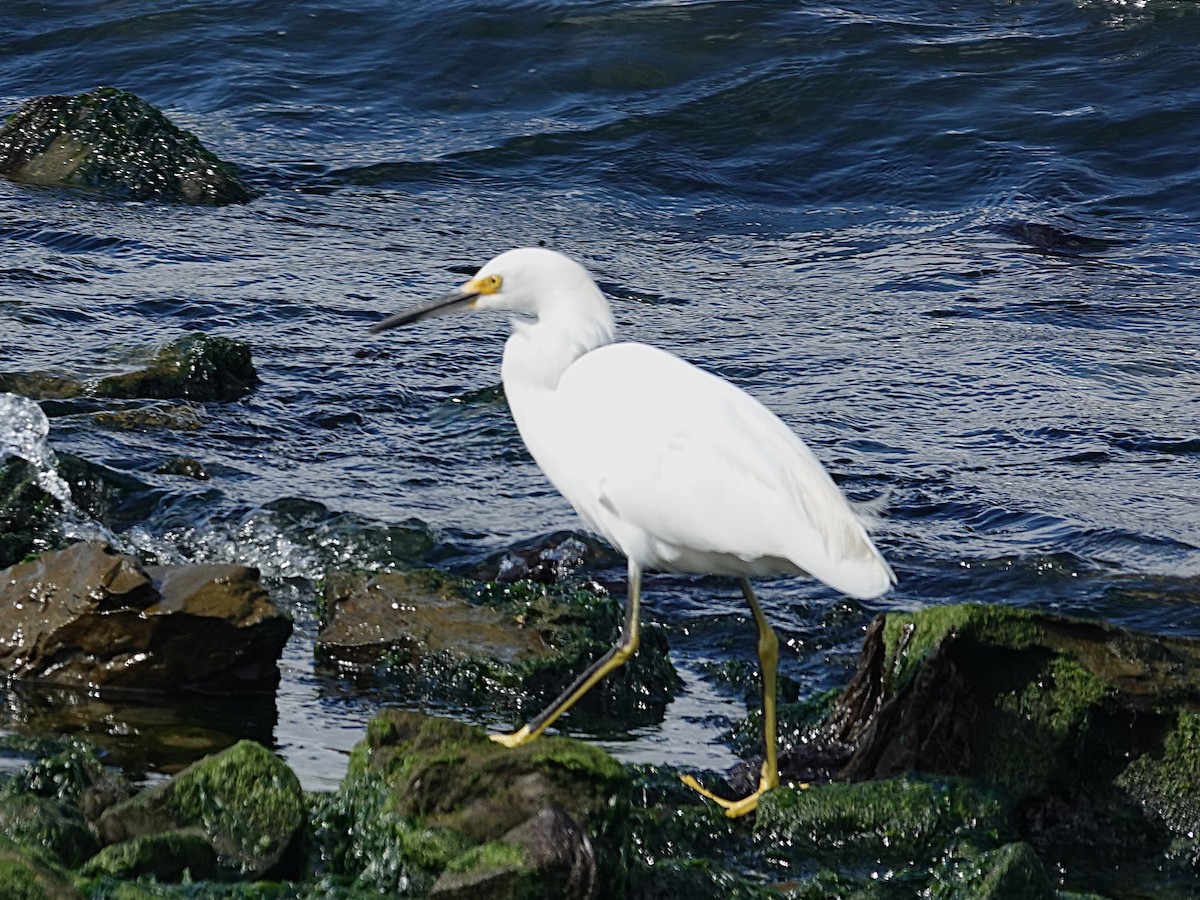 Snowy Egret - ML642734461