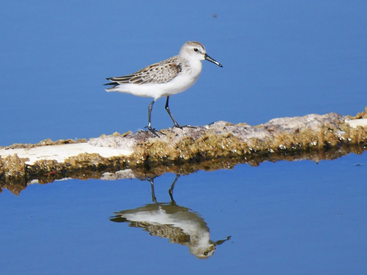 Western Sandpiper - ML642734469