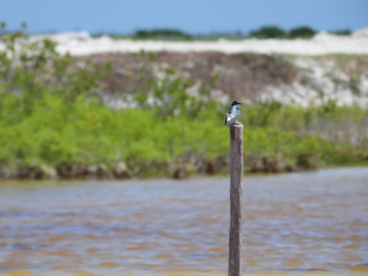 Mangrove Swallow - ML642734470