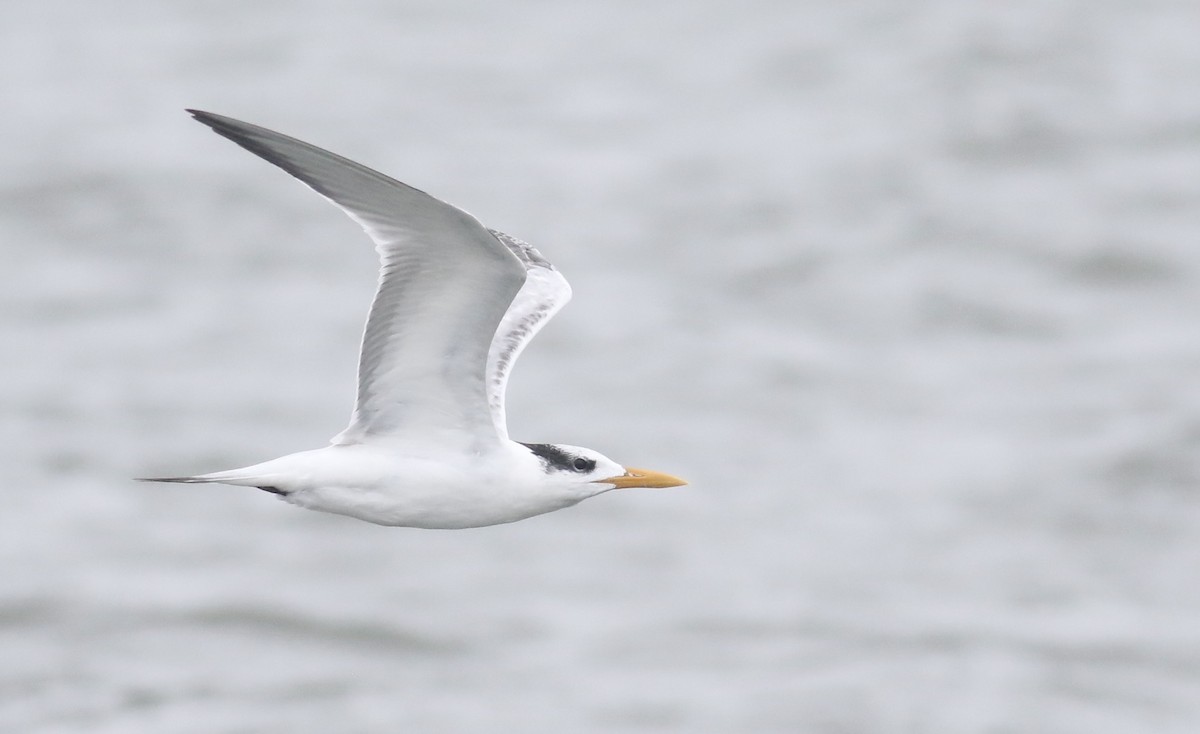 Royal Tern - ML642734471