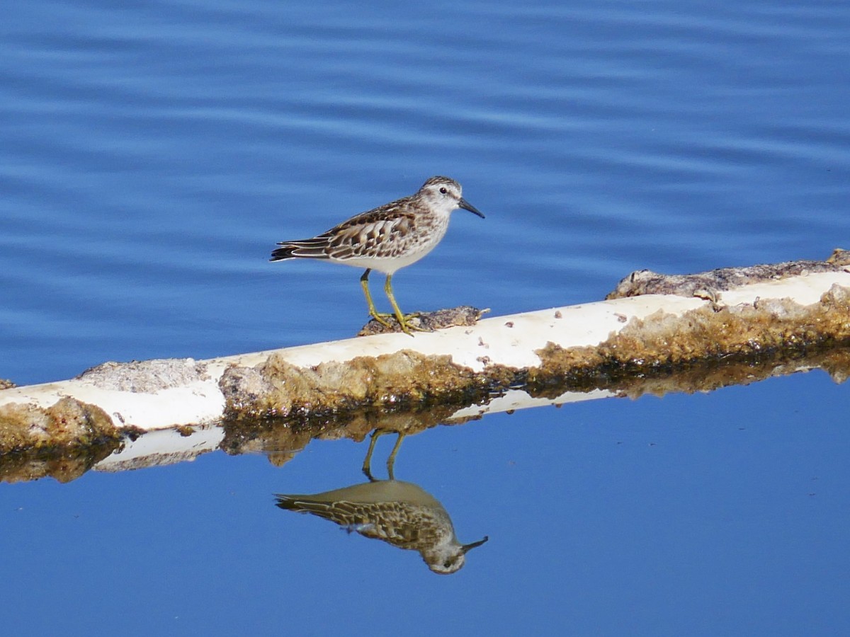 Least Sandpiper - ML642734481