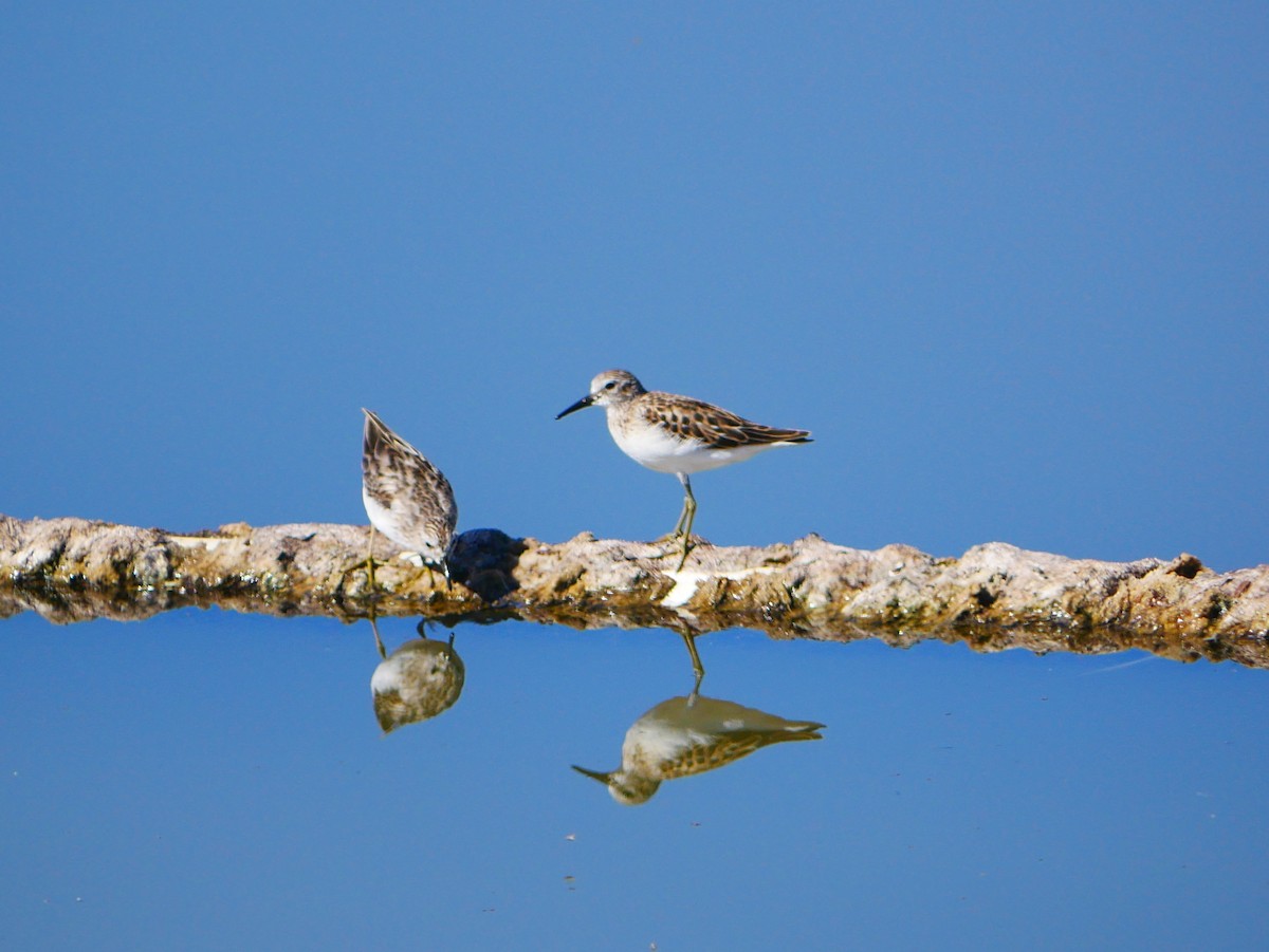 Least Sandpiper - ML642734483