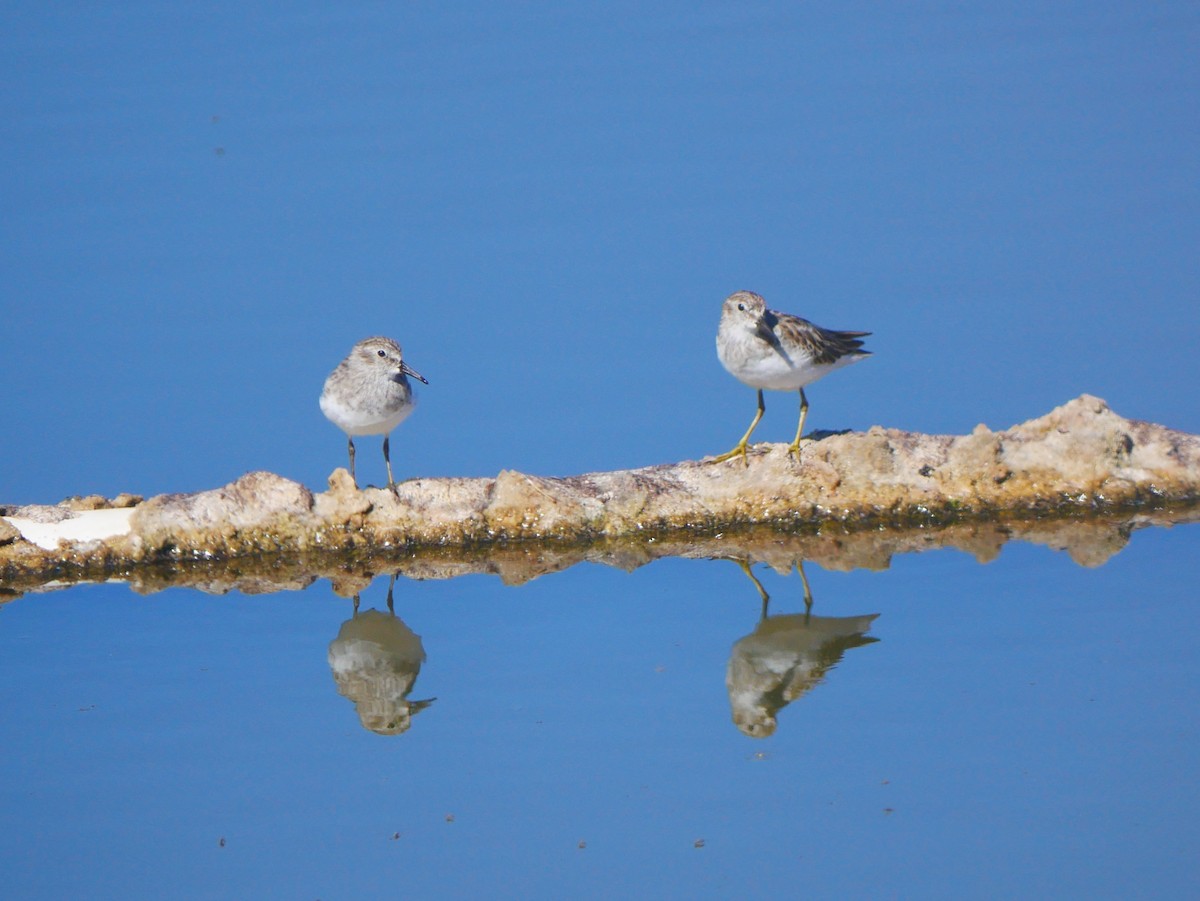 Least Sandpiper - ML642734484